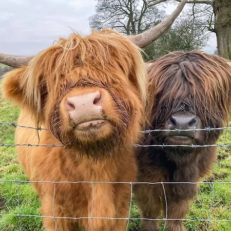 Ferienhaus Whitehill - Uk47194